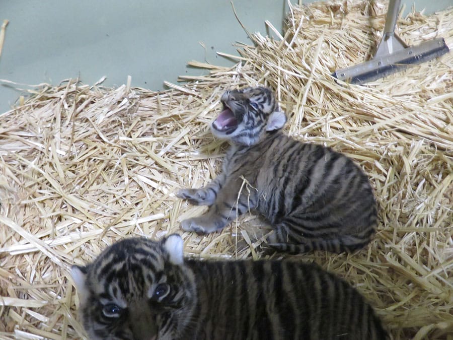 2023年12月に誕生したスマトラトラの赤ちゃん。写真提供＝公益財団法人 東京動物園協会