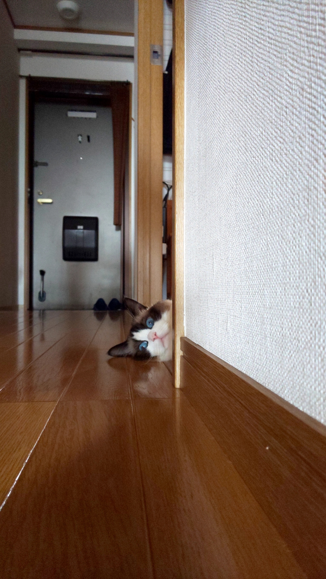 おもしろ猫部門1位：モナ ♀ 7歳。