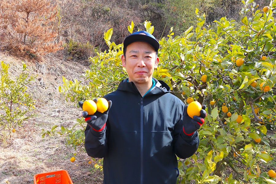 「瀬戸内レモンは、温暖な瀬戸内の太陽をたっぷりと浴びて育つことで、酸味がまろやかで甘みが強くなります」と、ハマノ果香園の担当者の方は語る。