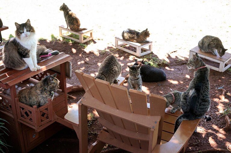 キャットフードを与えることも可能。