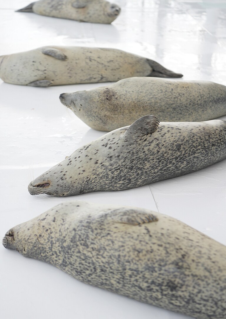 日本のアザラシ保護施設「オホーツクとっかりセンター」のアザラシたち。