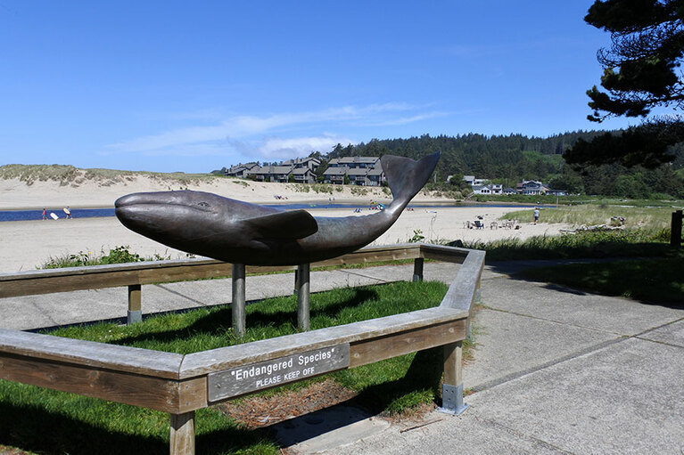 アラスカとメキシコを子育てのために行き来するコククジラを、年に2回、冬と春にウォッチングできます。