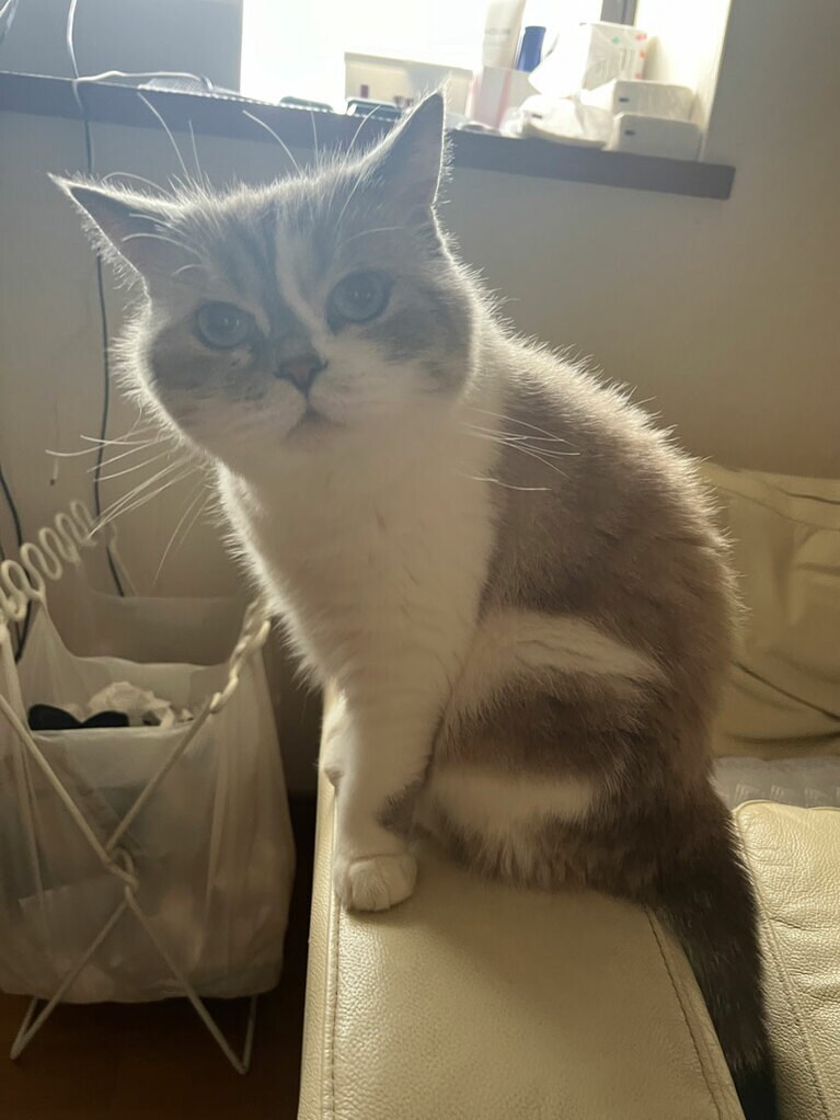 はな ♀ 7歳。お風呂に入れるのはいやがるのに自分からならいいみたいです（うじさん）