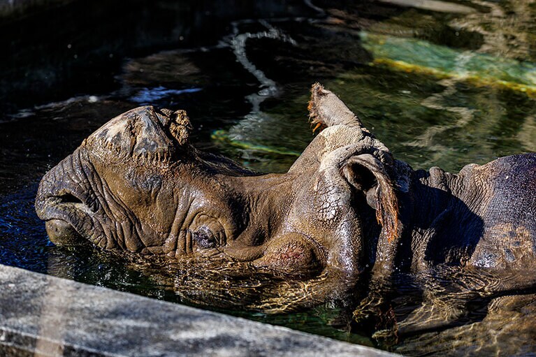 デコポンのお父さん・ビクラム。