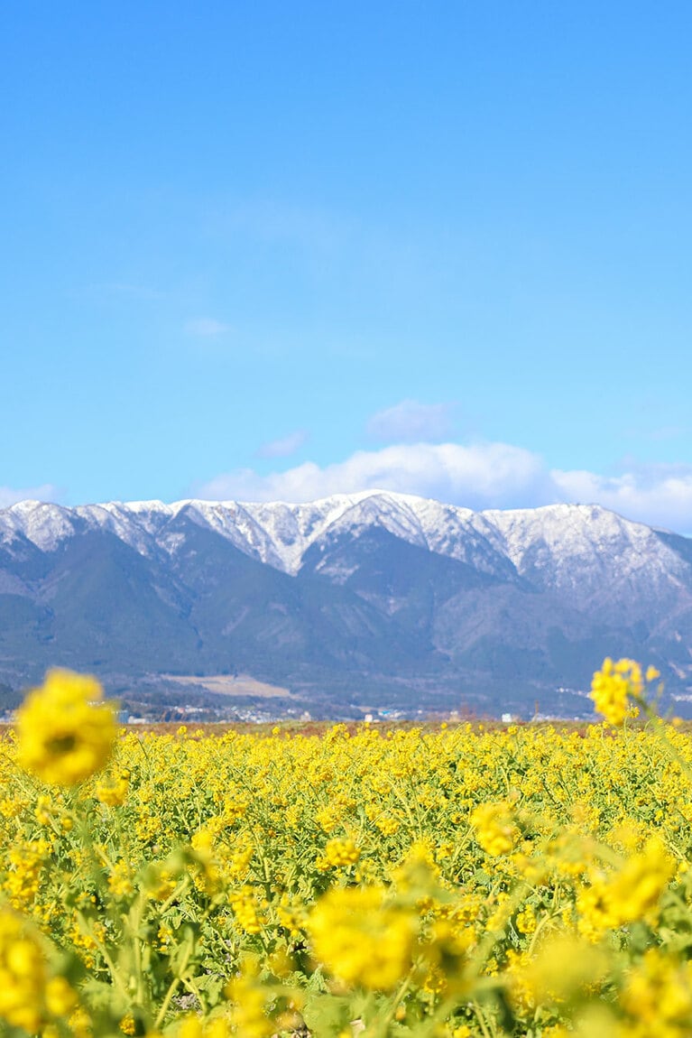 【滋賀県】第1なぎさ公園の菜の花と比良山地。