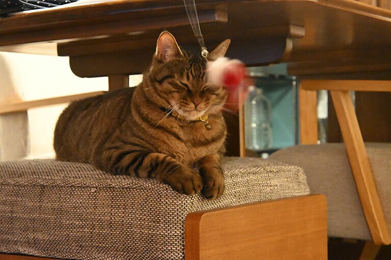 チーコ ♂ 6歳。どんくさっ。