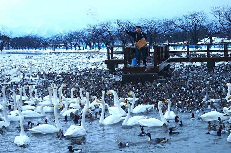 【新潟県】白鳥の飛来。