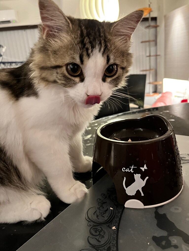 チョコ ♂ 0歳5カ月。「ご飯だーい好き！ 人なつっこくて誰に抱っこされてもご機嫌！　めちゃ甘えん坊なピュアボーイです。みんなといつも一緒にいたい天性の甘えん坊さん。いっぱいお話ししてくれて嬉しいよ。大きくなってもそのままでいてね！」。