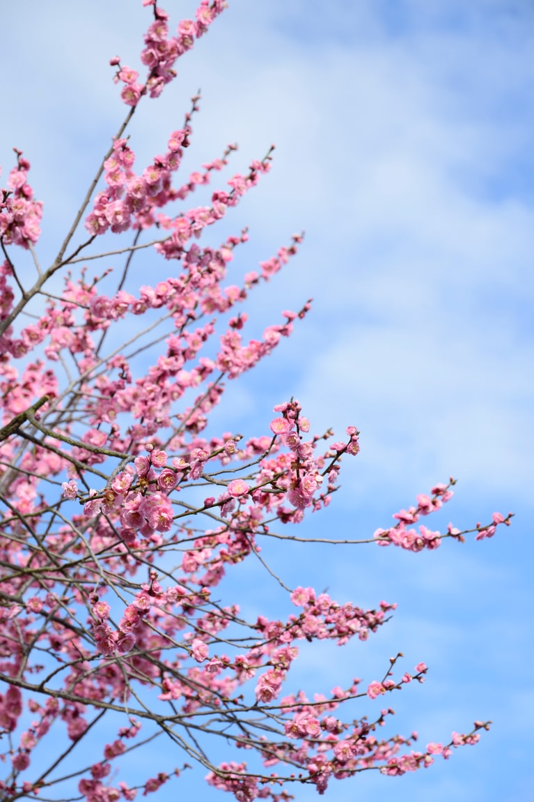 《早春の絶景散歩》紅白の梅の先には瀬戸内海、園内には古墳も！西日本随一の梅の名所「綾部山梅林」へ【兵庫県】