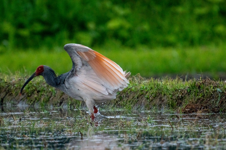 「初夏の佐渡島」　筧 悠里恵 「白翼の一歩」 トキロード。足元の水飛沫まで見える瞬間でした。