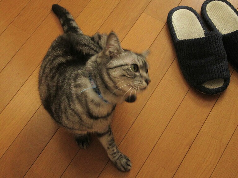 みゃお メス 15歳。15歳のおばあちゃん猫ですが、まだまだ元気です！今日もお耳をかきかきしています（猫田香菜さん）。