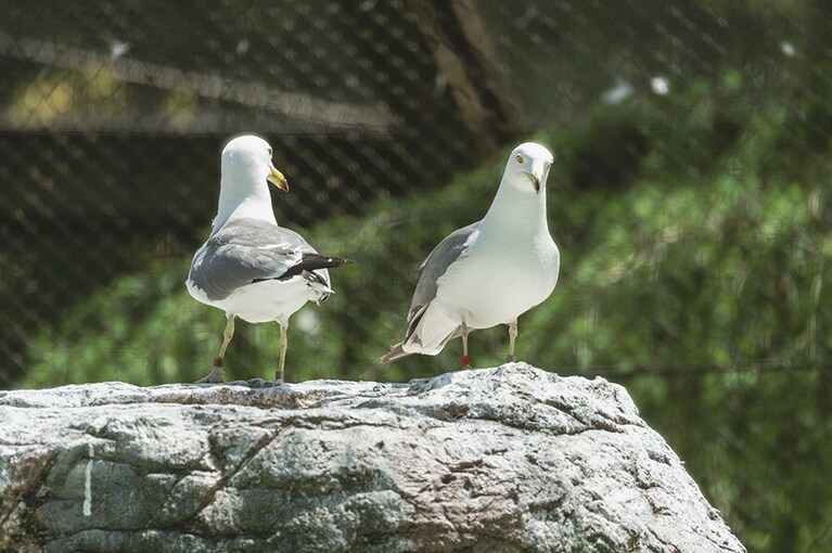 ウミネコ。日本を代表する中型のカモメです。ウミネコの見分け方は、くちばしにある赤と黒の縞模様！