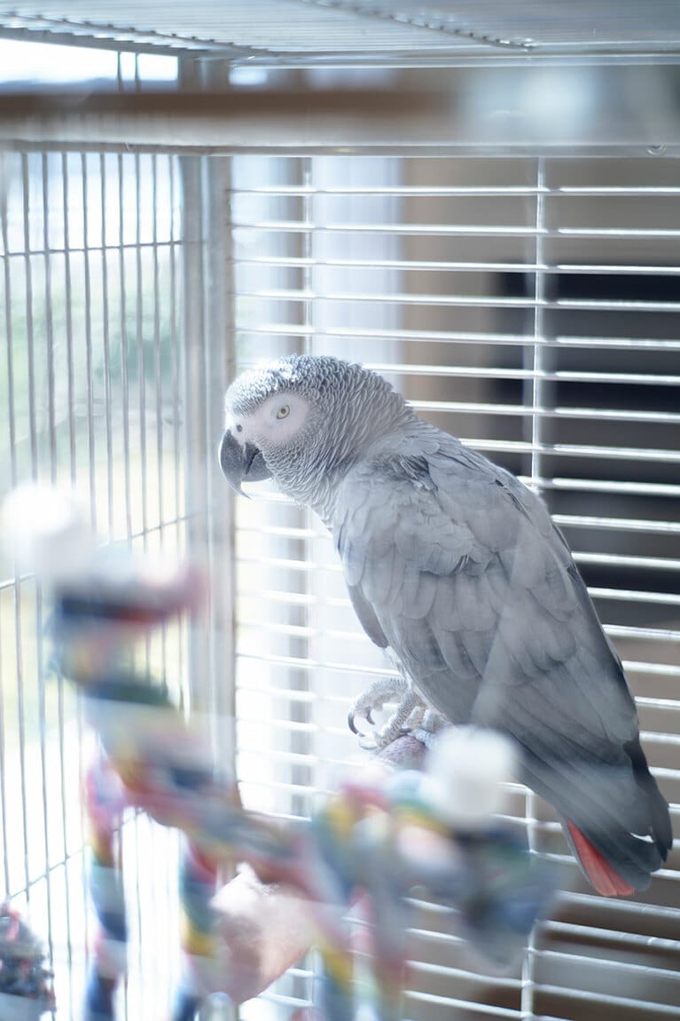 広沢家の第4の家族ヨウム。突然の来客にちょっと緊張気味。