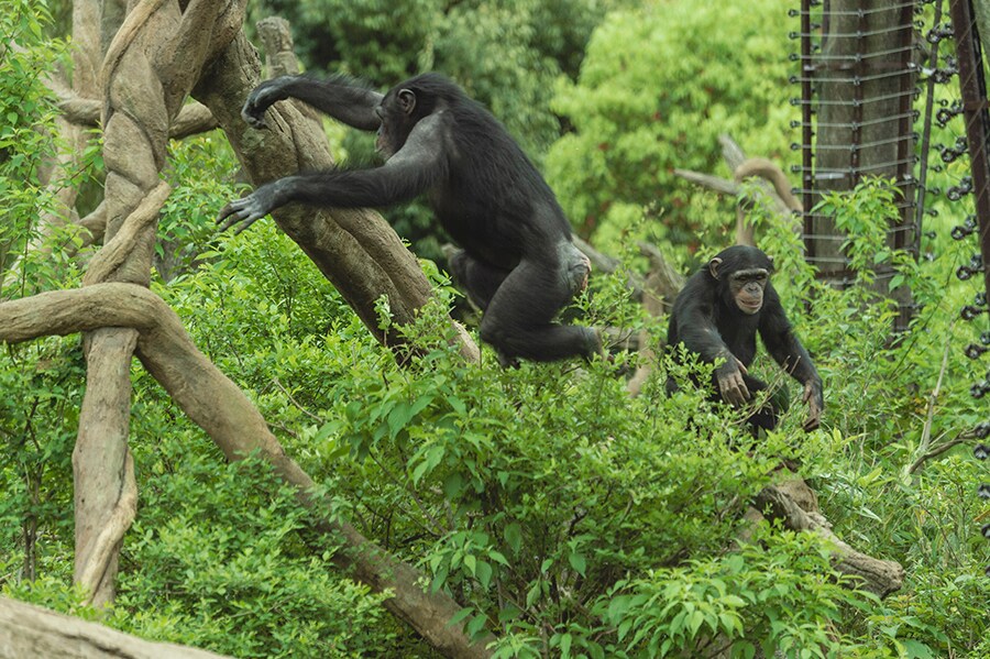 チンパンジー。一頭一頭、顔が違います。じっと展示を眺めていると個体の性格も見えてきておもしろい。ズーラシア公式サイト内「チンパンジーの森日記」というブログで彼らの近況をみることができます。