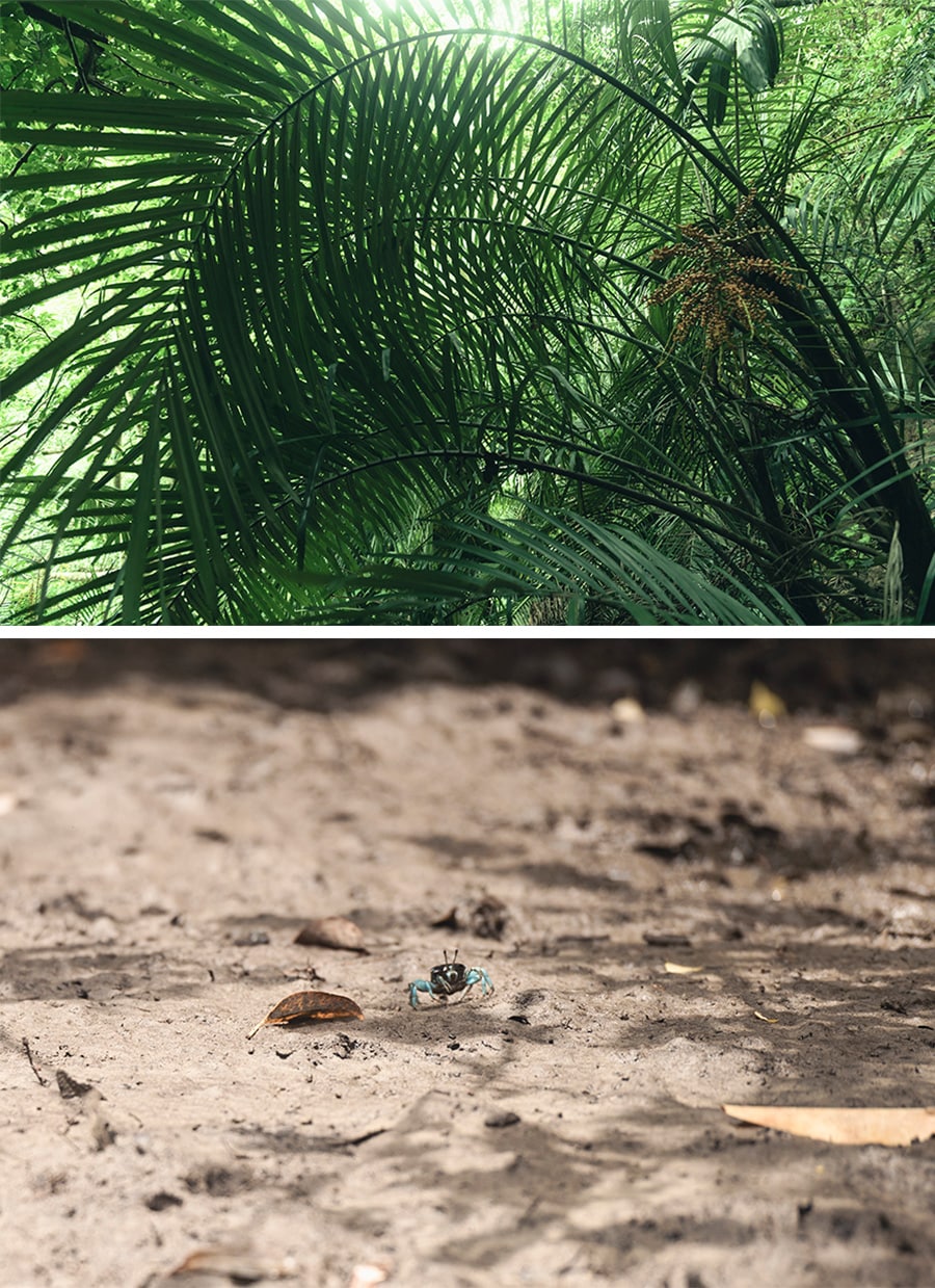 上：春に花を咲かせるクロツグ（西表方言名はマーニ）、 下：干潮時に干潟でよく見られるシオマネキ。