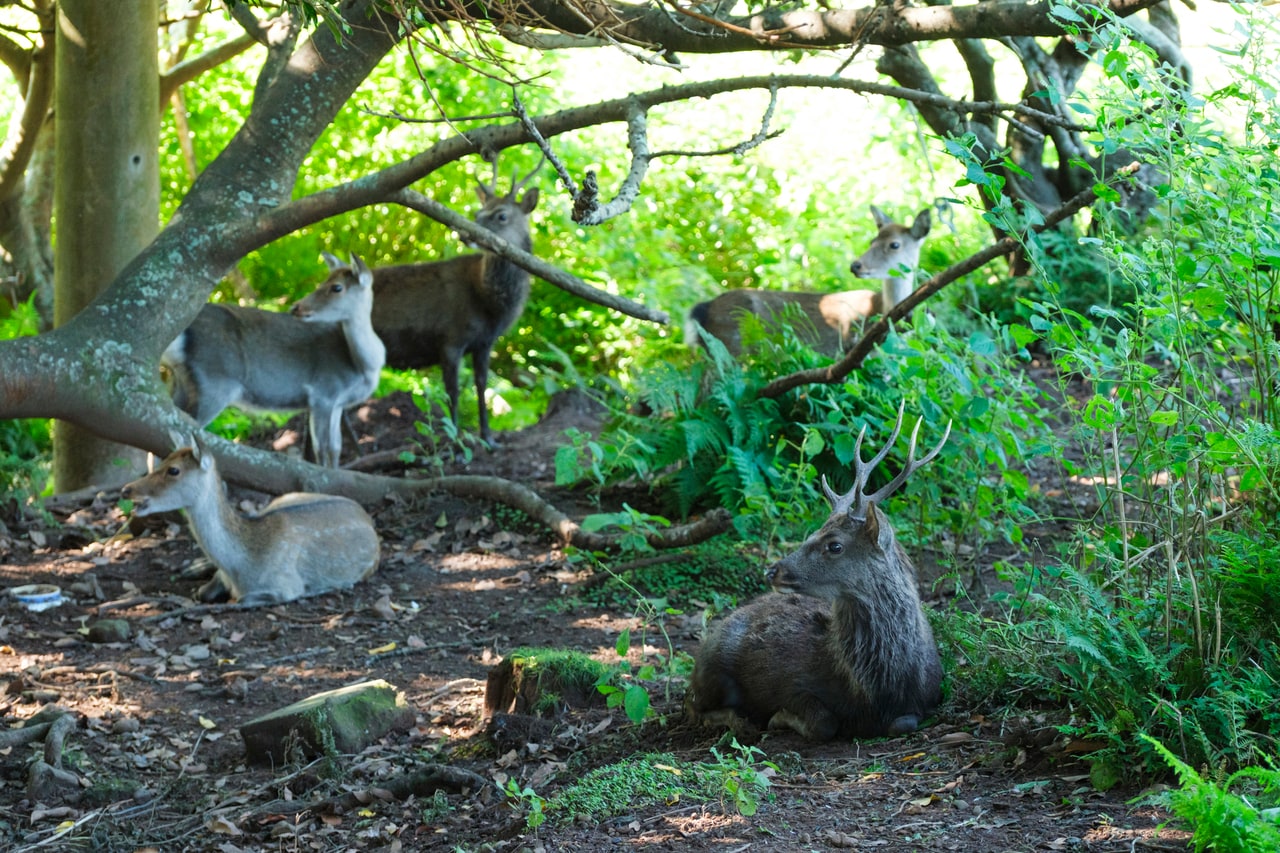 野崎島の鹿たち。