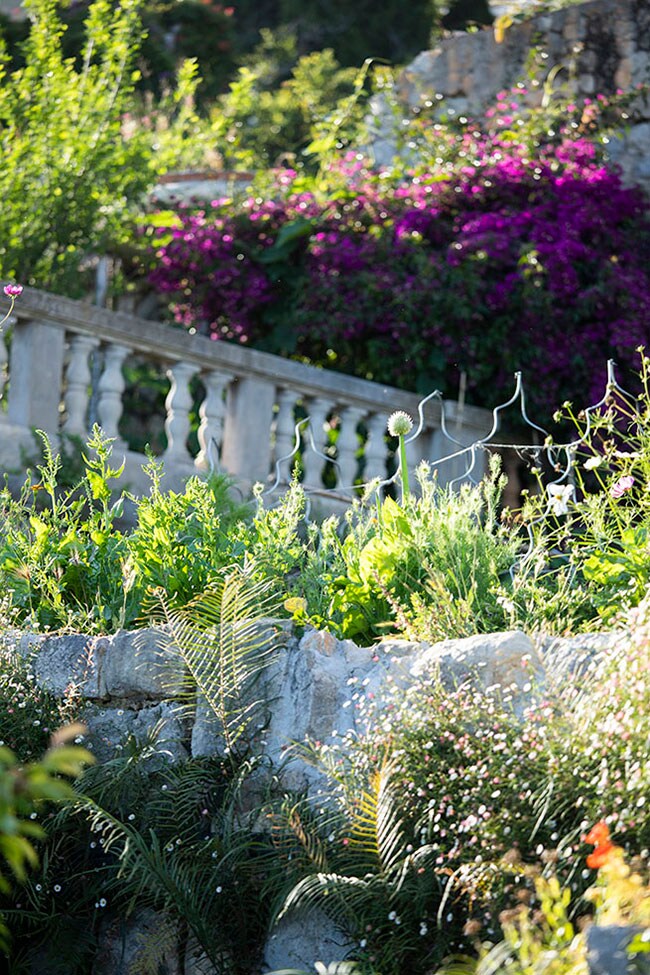 さまざまな植物、昆虫、微生物が混在しながら調和し、ひとつの生命体のように輝く「Mirazur」の“ガーデン”。© Mirazur