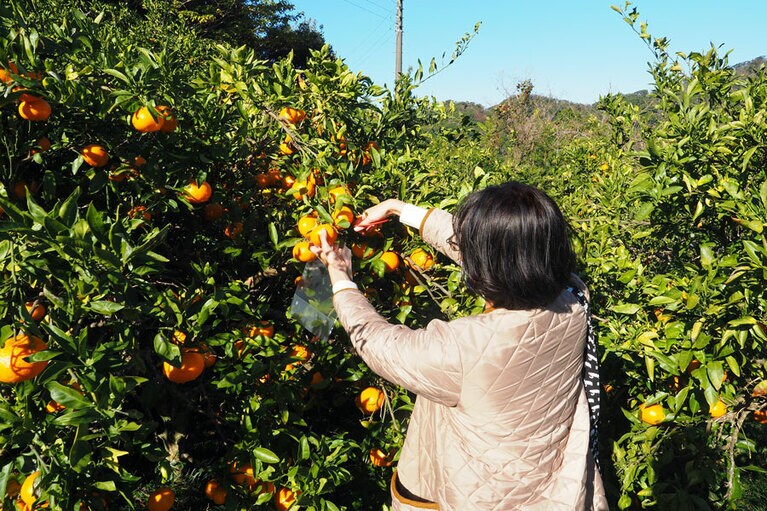 太陽の恵みに感謝。晴れた日のみかん狩りは最高に気持ちいい！