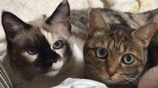 白猫キャラウェイ・ちびねこクッキー ♀ 16歳。仲良し姉妹。妹のお世話大好きキャラウェイ(姉)と、去年の8月に星になった甘えん坊のちびねこ(妹)です。今は、みんなでちびねこロス。