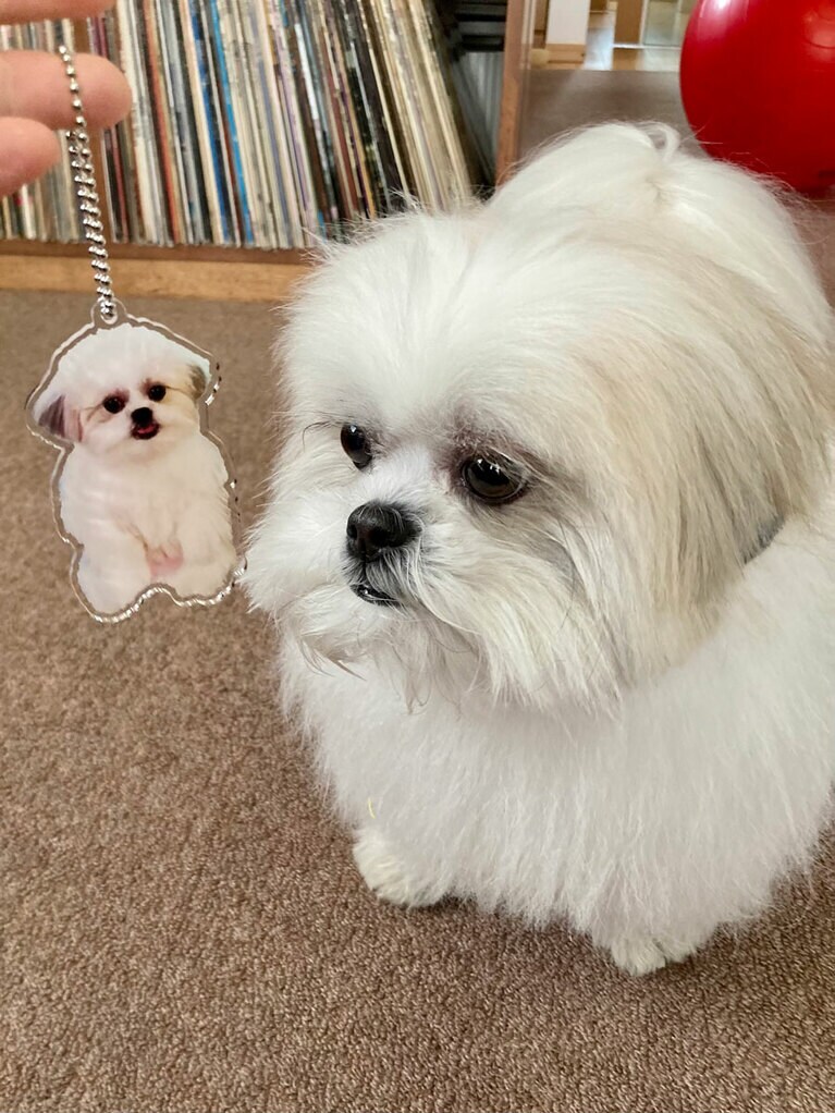 変なおすわりをするモコゾウのキーホルダー。アクキー 880円。