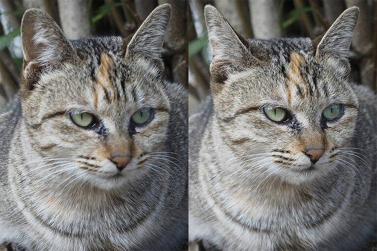 眼にピントを合わせる(写真右)ことで、クリアな印象に。