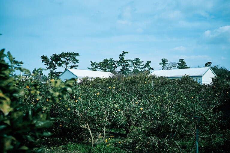 挟才海水浴場そばにあるカフェ「スモールホルダー」。コーヒーの焙煎も行うオーナーのイ・ギチョルさんが営むハルラボン農園「キョンチョン農園」のハルラボンジュース（W6,000）は濃厚で美味。（スモールホルダー）