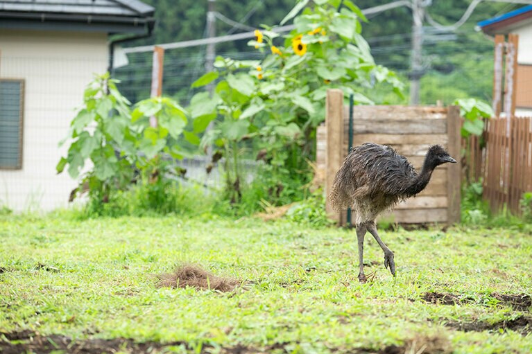 エミュー。