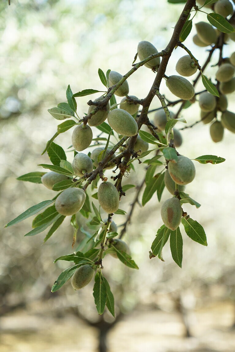 やわらかい果皮に包まれたアーモンドの実。グリーンの実は未だ収穫には早い。