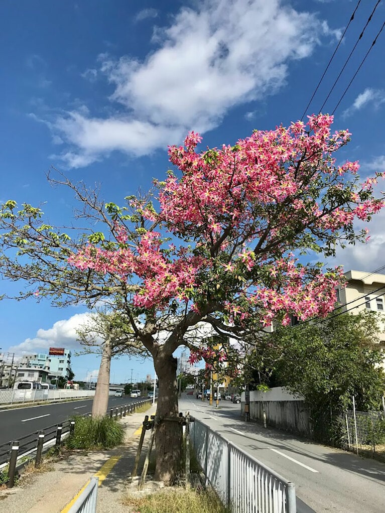 【沖縄県】トックリキワタ。©沖縄観光コンベンションビューロー