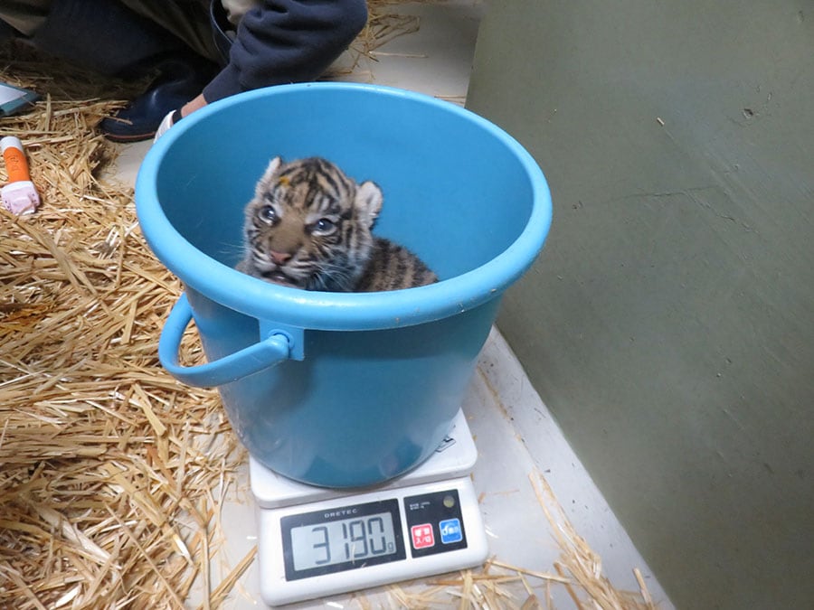 2023年12月に誕生したスマトラトラの赤ちゃん。写真提供＝公益財団法人 東京動物園協会
