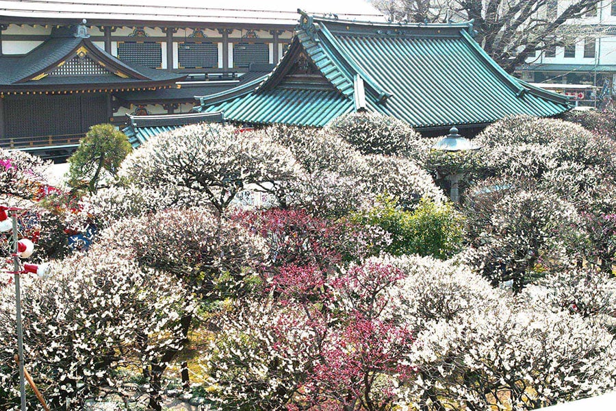 「湯島天神宮」では白と紅の梅が美しく乱れ咲く。