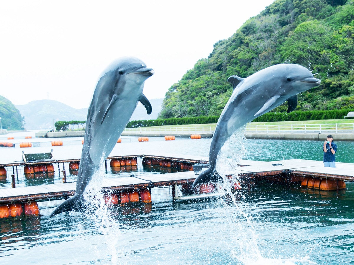 イルカとこんなに近くで触れ合える！ 「壱岐イルカパーク」がリニューアル