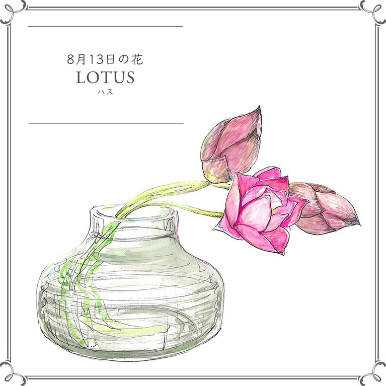 8月13日の花「ハス」