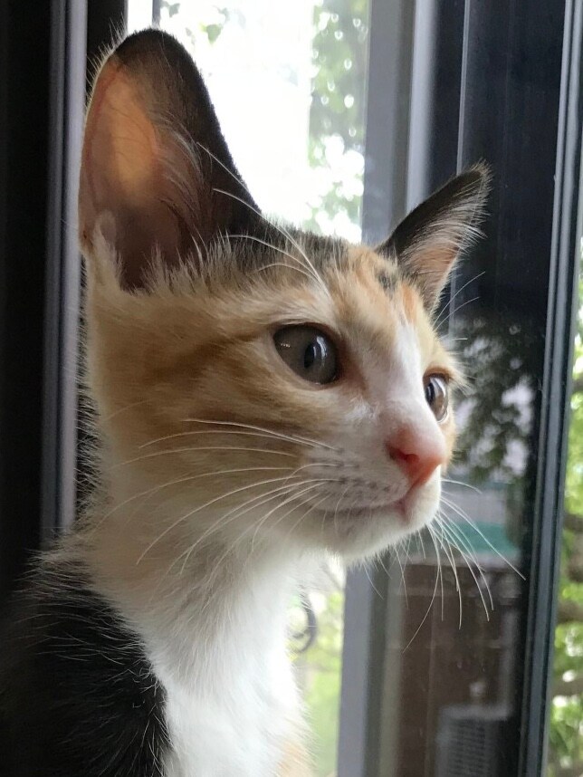 豆千代 ♀ 2、3カ月。マンションの下で鳴いていた生後1ヵ月位の子猫を保護して家に迎え1ヵ月ぐらい経った頃の写真です。出窓から外を眺めている姿が美しく写真を撮りました。三毛猫ですが耳が大きく強気だけど優しい女の子。大事な家族の一員となりました。（大風呂敷屋さん）