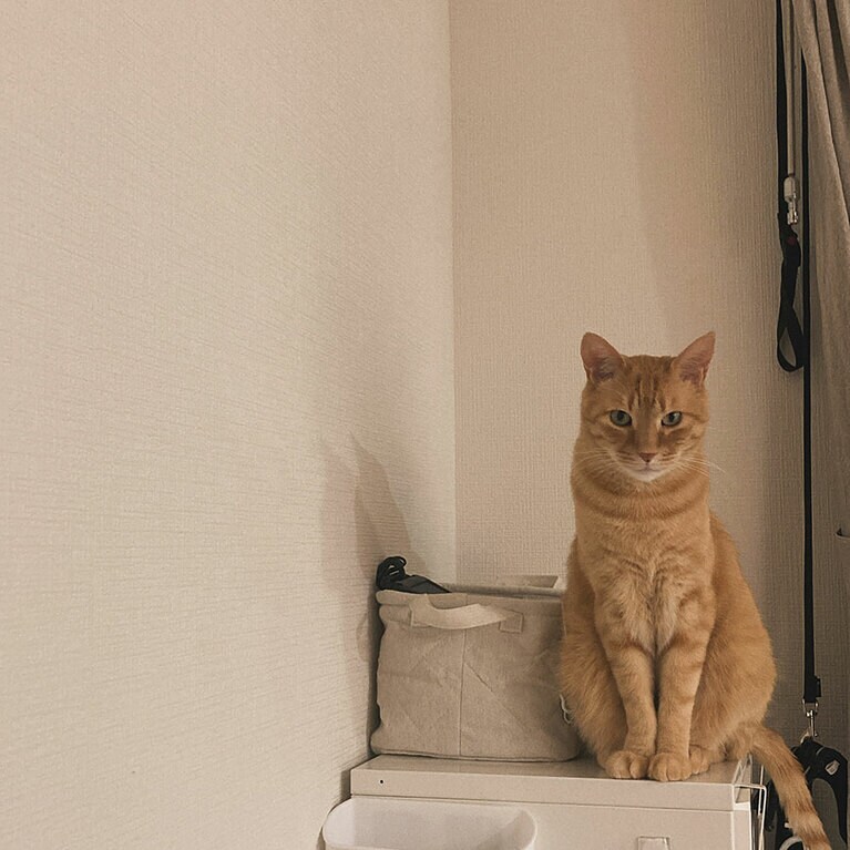 そら豆 ♂	7歳。いつもおしゃべりで、落ち着かないそら豆ですが、たまに置物のように"おすましさん"になる時があります（おざきさん）