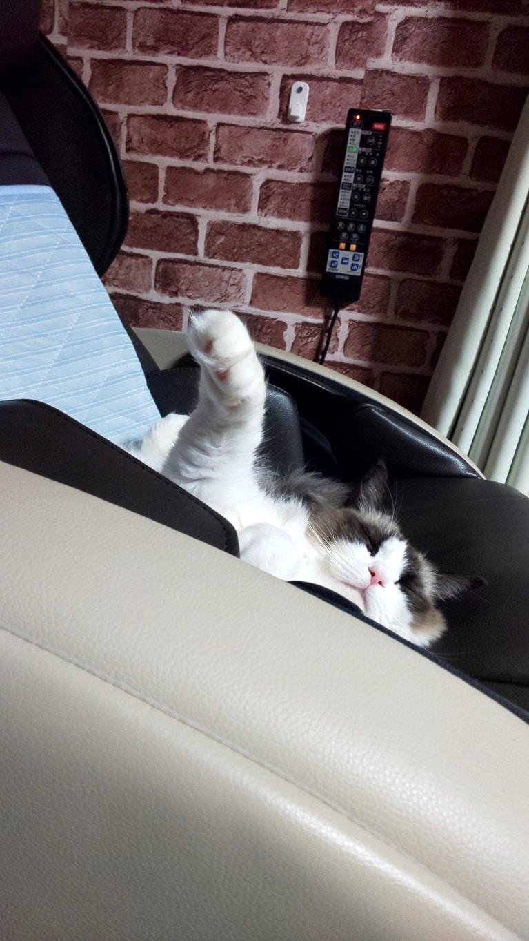 モナ ♀ 7歳。「マッサージ機を占領して眠りに入ったが、こんな格好で寝るのが本当に気持ち良いのか!?　前足もプラプラした後ピーンと伸ばしたまま」（飼い主さんより）。