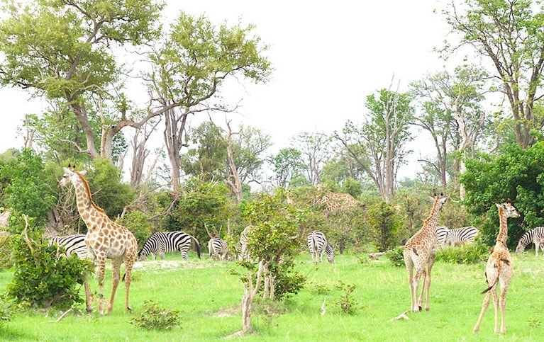 キリンの子どももほかの動物に比べれは首は長いが、頭が大きくて愛らしい。写真左のキリンは年長さんクラス。親は奥の高い樹木の葉を食べているようで、当然、子どもたちは身の丈にあった樹を探す。