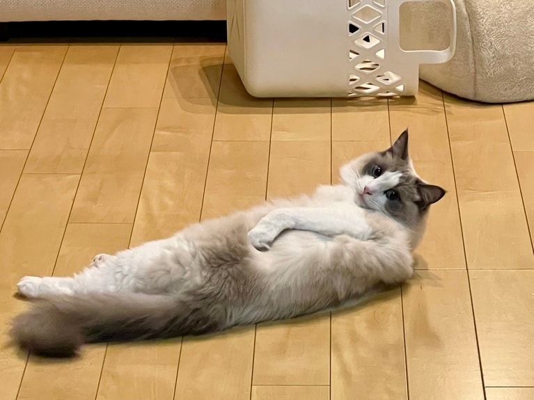 シエル♂ 3歳。「シエルは床暖房のついた床でまったりと寛ぐことが大好きです。寛ぎすぎていて名前を呼ばれても『今は動けないよ～』と体で語っています♡」（飼い主さんより）。
