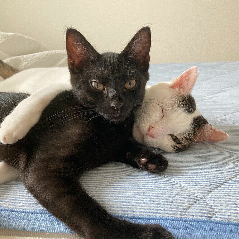 さくら（白×黒） うぃる（黒猫） ♀ 推定7歳。元地域猫。おっとりした子だと思っていたけど、新入りのうぃる（黒猫）が来てからは一転。元気に走り回ってます。好きなこと→トントンしてもらうこと。