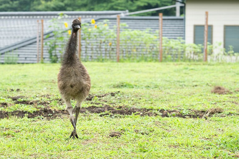 エミュー。