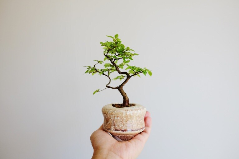 ニレケヤキ（鉢：菊地亨）。