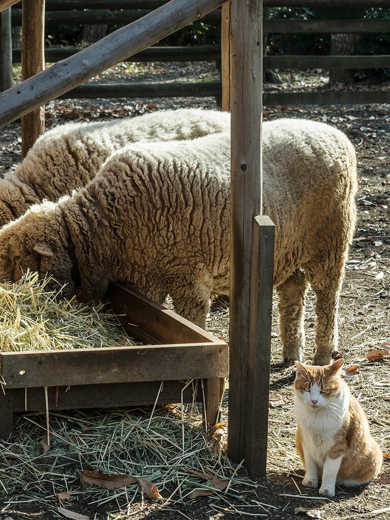 「アイツら俺様のベッドを勝手に食べてやがるのニャ！　干し草ってのはニャ……食べ物でなくて、寝転がってゴロゴロする物なのニャ！　これだから偶蹄類ってヤツは困るのニャ！！」