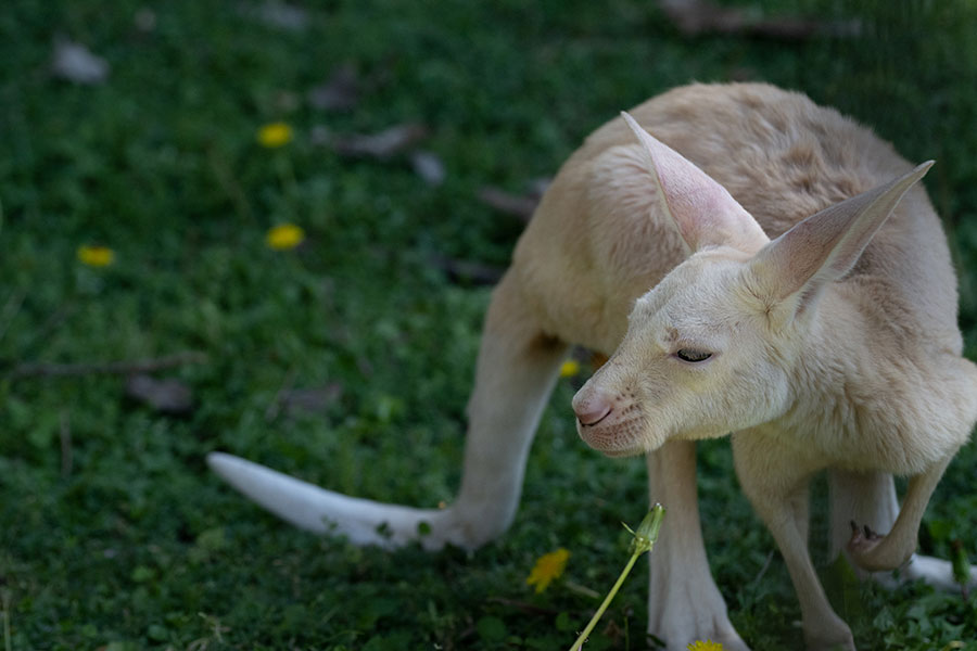 白いカンガルーの赤ちゃん。