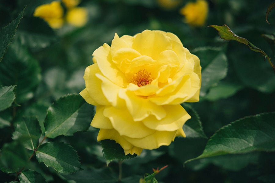 フリージア(1977ドイツ)。鮮明な黄色の八重の花。花名にふさわしい爽やかな香り。