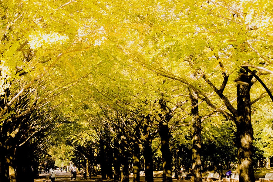 光が丘公園のイチョウ並木。