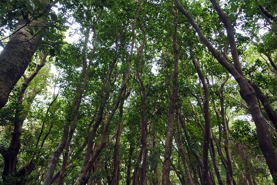 周回道路から少し入っただけで、この緑。