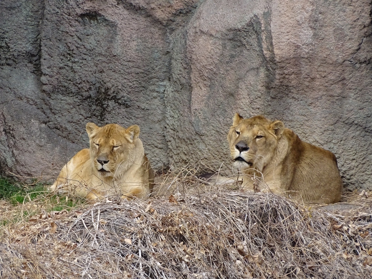 メスのサナ（左）とオスのトム（右）。