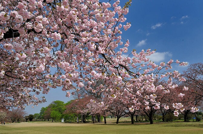 天平の丘公園。