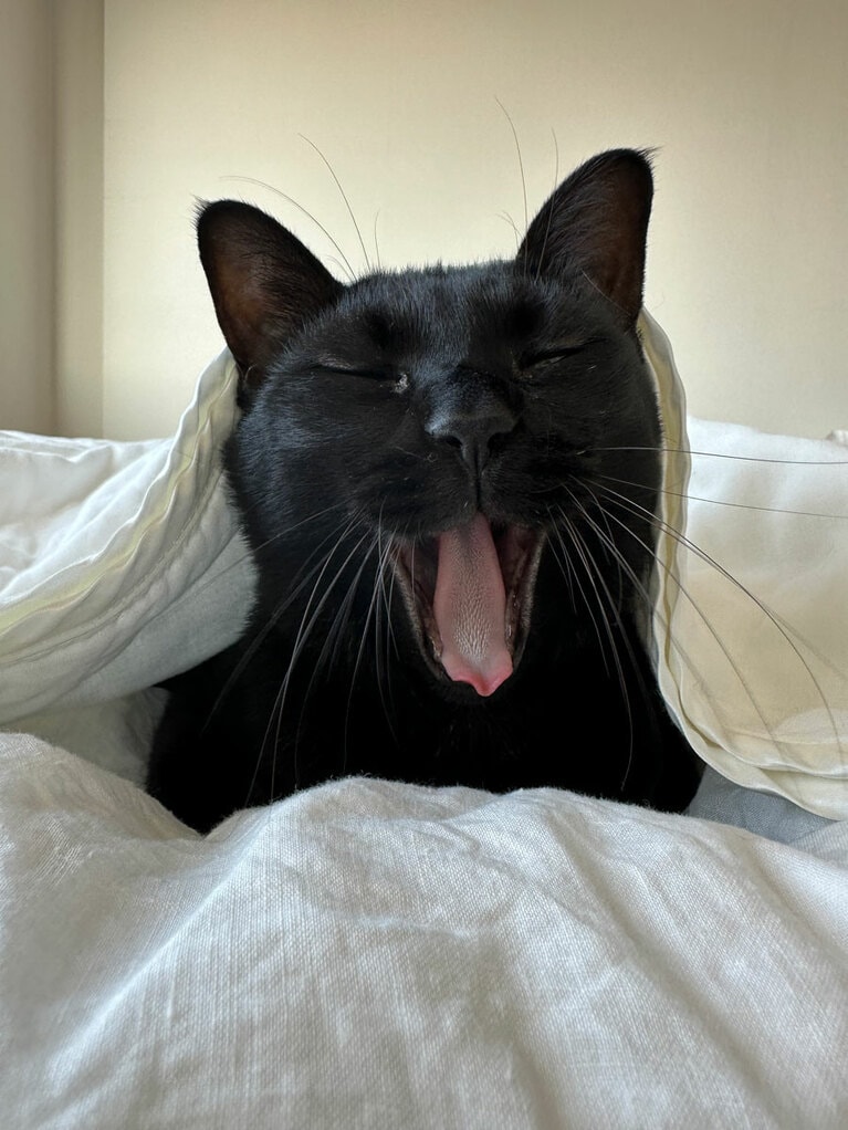 くろ ♂ 10歳。黒猫は撮るのが難しい。バックがちょうど白だったので、くっきり撮れたと思います（みかんさん）