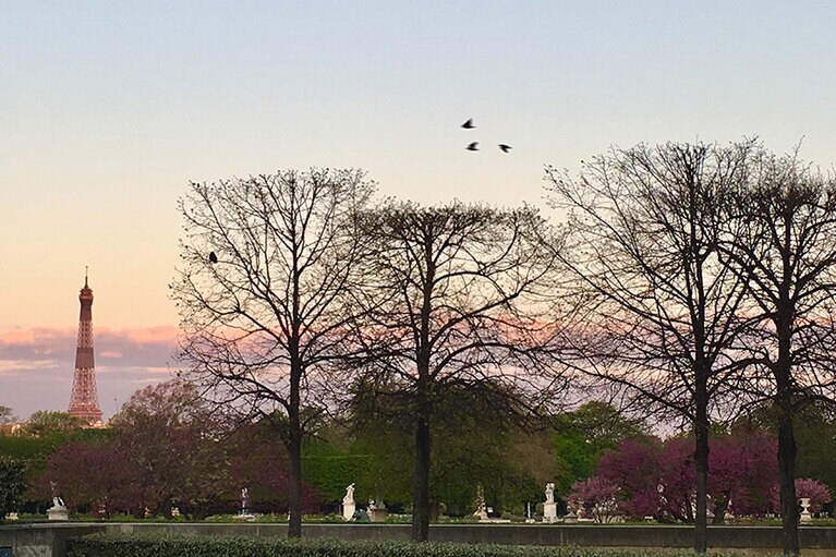 公園の遠くに美しい花をほころばせるライラック。花がとても恋しいです。